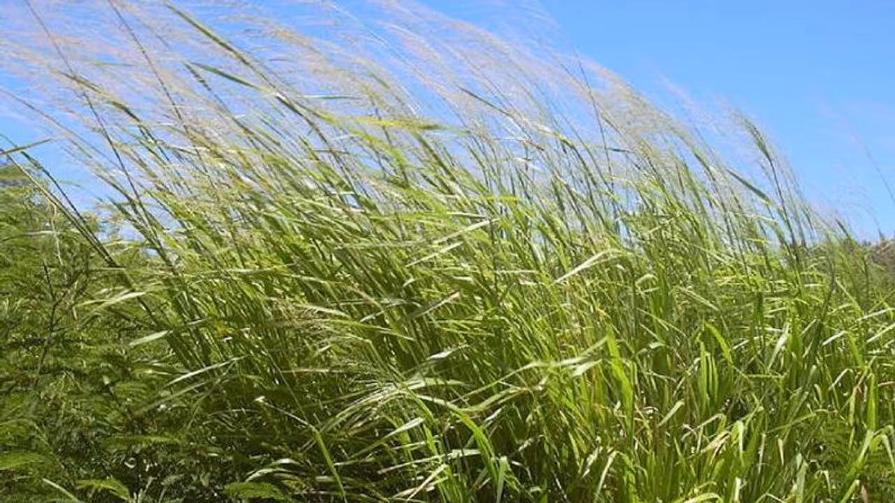 മികച്ച പുല്ലുകൾ നൽകി പശുപരിപാലനം എളുപ്പമാക്കാം മികച്ച പുല്ലുകൾ നൽകി പശുപരിപാലനം എളുപ്പമാക്കാം