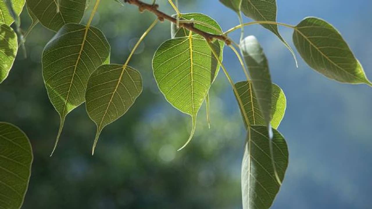 വഴിയോരത്തു നടാവുന്ന മരങ്ങൾ