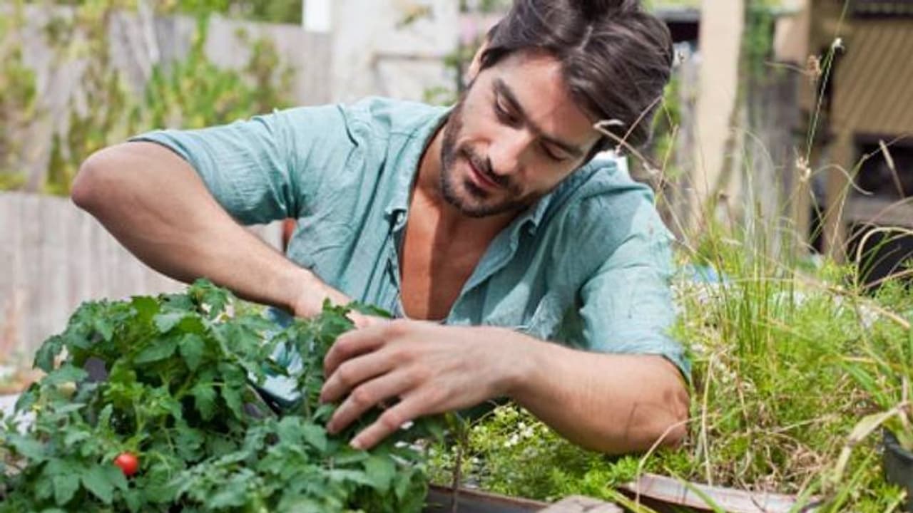 കാറ്റിനോടു കൂട്ടുകൂടി കൃഷിചെയ്യാം, വിളനാശം കുറയ്ക്കാം കാറ്റിനോടു കൂട്ടുകൂടി കൃഷിചെയ്യാം, വിളനാശം കുറയ്ക്കാം