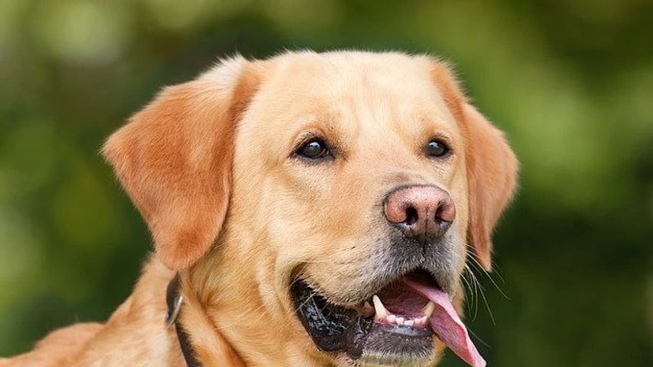 ಶ್ವಾನಗಳಿಂದ ಕೋವಿಡ್ ಸೋಂಕು ನಿಖರ ಪತ್ತೆ! ಶ್ವಾನಗಳಿಂದ ಕೋವಿಡ್ ಸೋಂಕು ನಿಖರ ಪತ್ತೆ!