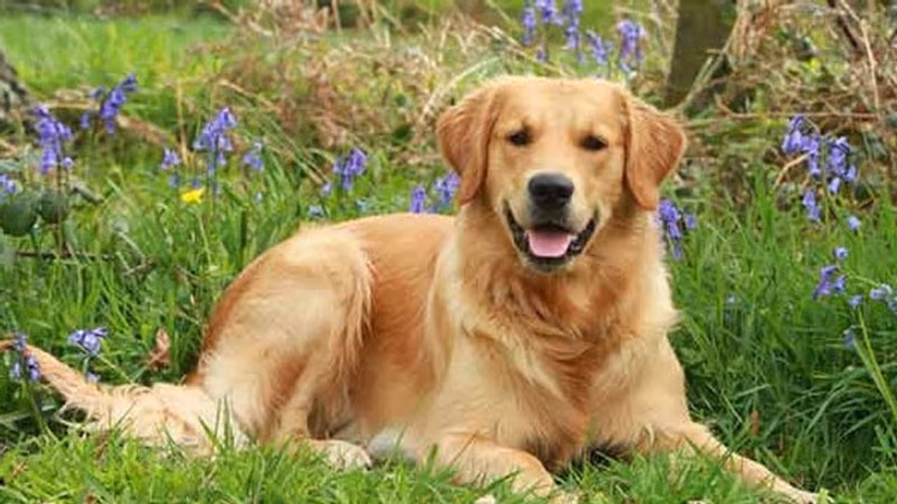 Here’s why this woman married her dog