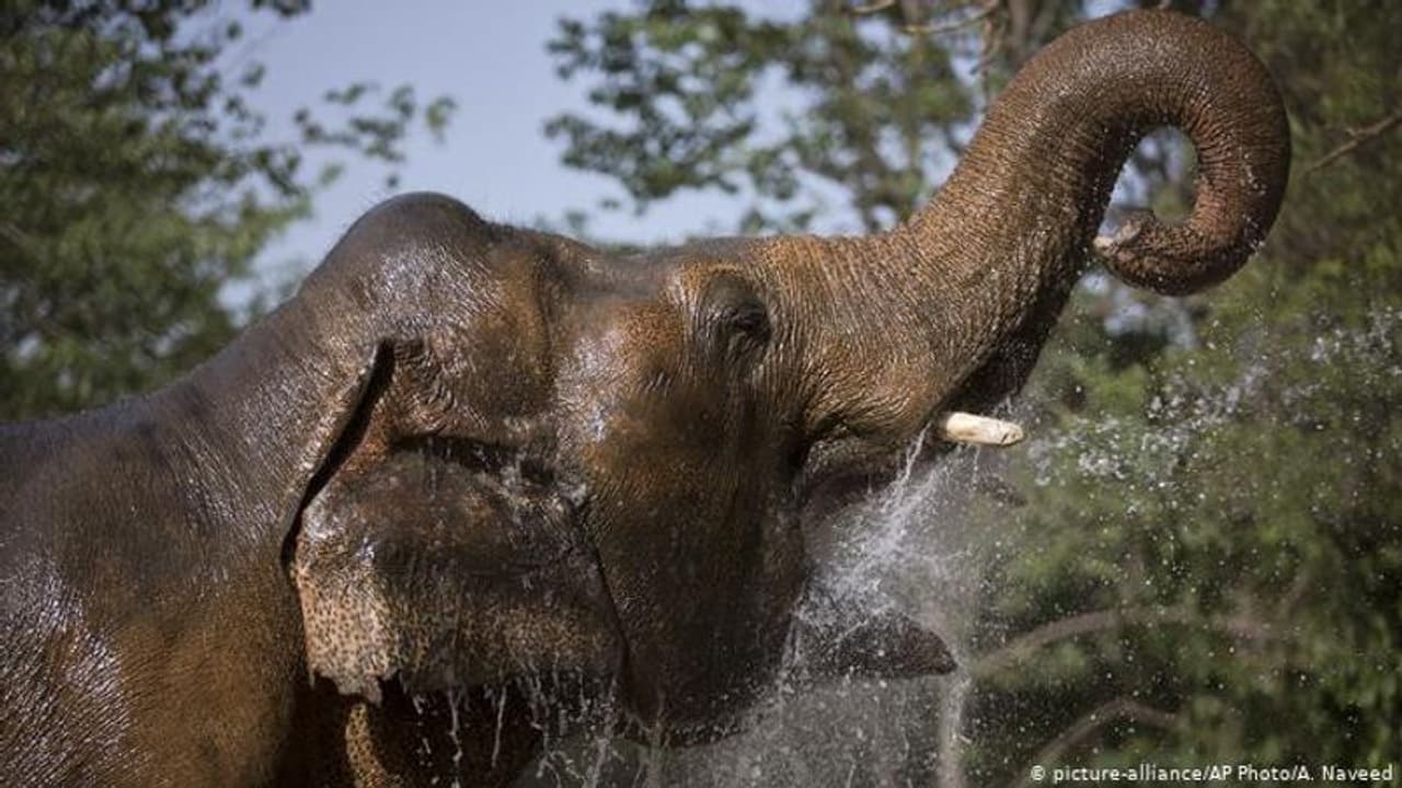 ಮತ್ತೊಂದು 18ವರ್ಷದ ಕಾಡಾನೆ ಸಾವು