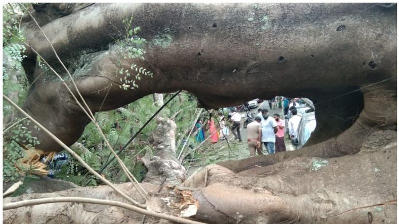 ഗൂഡല്ലൂരില് കൂറ്റന്മരം റോഡിലേക്ക് വീണ് വാഹനങ്ങള് തകര്ന്നു ഗൂഡല്ലൂരില് കൂറ്റന്മരം റോഡിലേക്ക് വീണ് വാഹനങ്ങള് തകര്ന്നു
