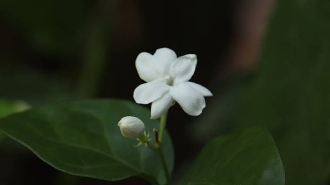 മുല്ലപ്പൂവിന്റെ പൂമണക്കാലം; എങ്ങനെ വീട്ടിൽ വളർത്താം