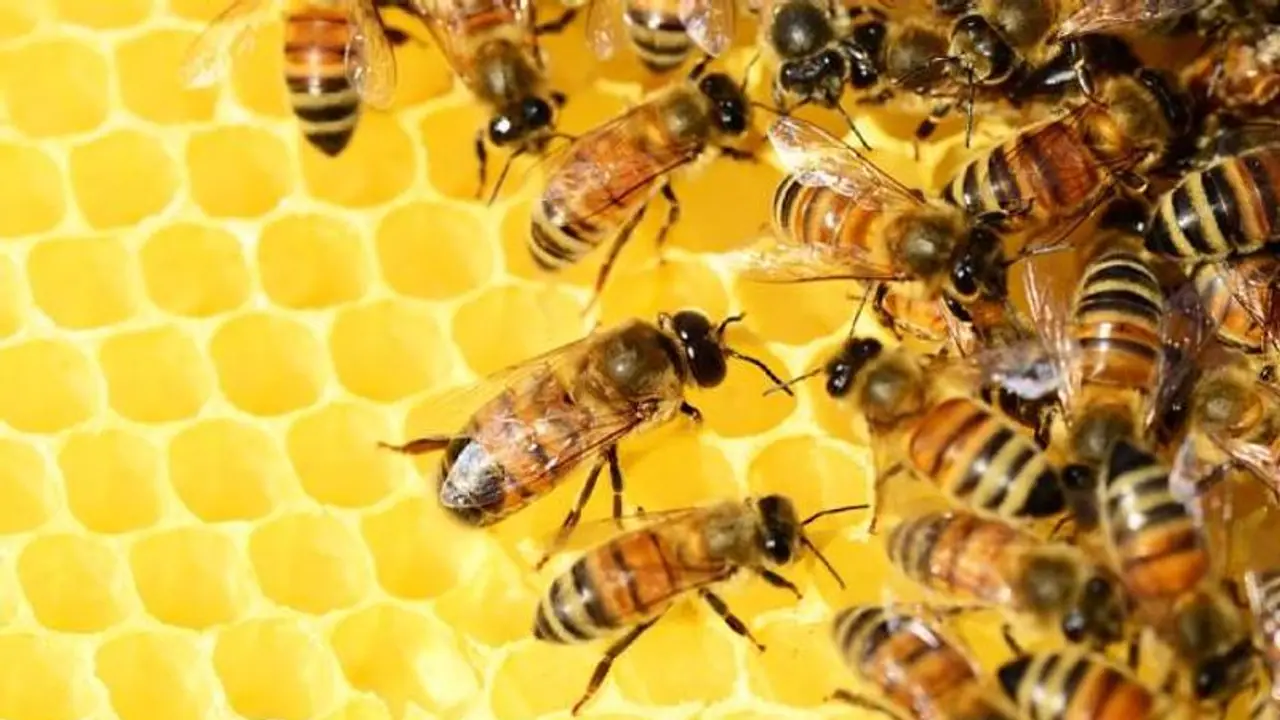 Viral Video : ನೀರಿನಲ್ಲಿ ಬಿದ್ದು ಒದ್ದಾಡ್ತಿದ್ದ ಸ್ನೇಹಿತನ ಪ್ರಾಣ ಉಳಿಸಿದ ಜೇನ್ನೊಣ! Viral Video : ನೀರಿನಲ್ಲಿ ಬಿದ್ದು ಒದ್ದಾಡ್ತಿದ್ದ ಸ್ನೇಹಿತನ ಪ್ರಾಣ ಉಳಿಸಿದ ಜೇನ್ನೊಣ!