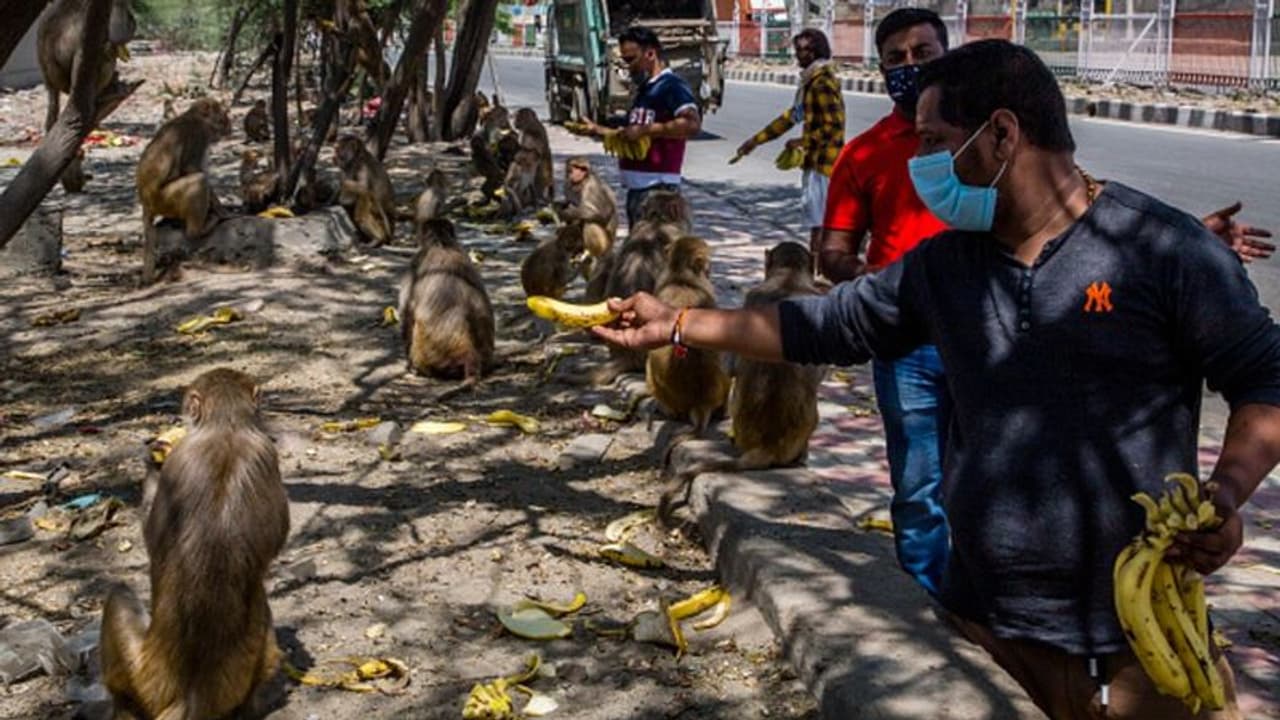 করোনা র উৎস নাকি ভারতে, বাদুড় নয় বানর থেকে চাঞ্চল্যকর দাবিতে বিশ্বজুড়ে হইচই করোনা র উৎস নাকি ভারতে, বাদুড় নয় বানর থেকে চাঞ্চল্যকর দাবিতে বিশ্বজুড়ে হইচই
