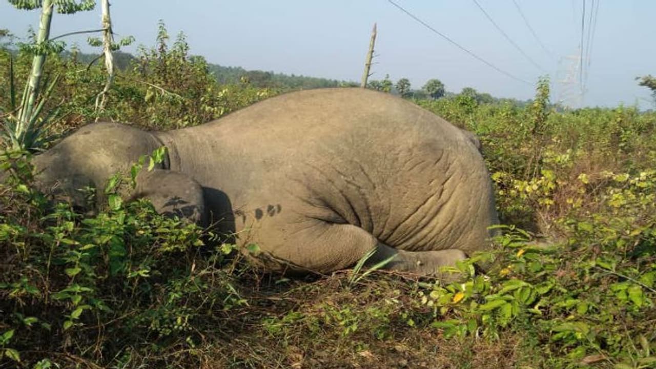 ರಸ್ತೆ ದಾಟುತ್ತಿದ್ದ ಆನೆಗೆ ಡಿಕ್ಕಿ ಹೊಡೆದ ಕಂಟೈನರ್: ಸಾವು ಬದುಕಿನ ನಡುವೆ ಮೂಕಪ್ರಾಣಿಯ ಹೋರಾಟ ರಸ್ತೆ ದಾಟುತ್ತಿದ್ದ ಆನೆಗೆ ಡಿಕ್ಕಿ ಹೊಡೆದ ಕಂಟೈನರ್: ಸಾವು ಬದುಕಿನ ನಡುವೆ ಮೂಕಪ್ರಾಣಿಯ ಹೋರಾಟ
