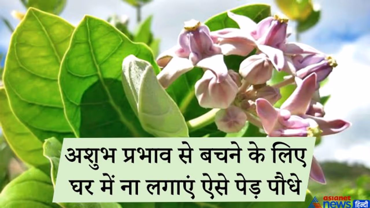 जिन पौधों से दूध निकलता हो, अशुभ प्रभाव से बचने के लिए उन्हें घर में नहीं लगाना चाहिए जिन पौधों से दूध निकलता हो, अशुभ प्रभाव से बचने के लिए उन्हें घर में नहीं लगाना चाहिए