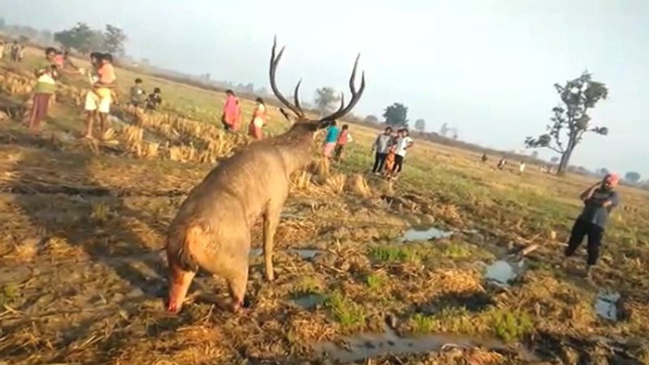 దారుణం.. నీళ్లు తాగడానికి వచ్చిన జింక.. కాళ్లు నరికిన కిరాతకులు... దారుణం.. నీళ్లు తాగడానికి వచ్చిన జింక.. కాళ్లు నరికిన కిరాతకులు...