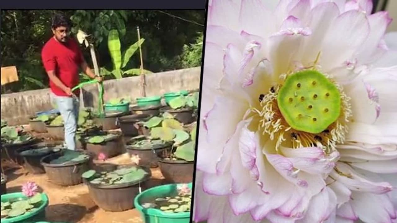 Kerala: Profit blooms as a trained nurse turns lotus grower; receives phenomenal demand