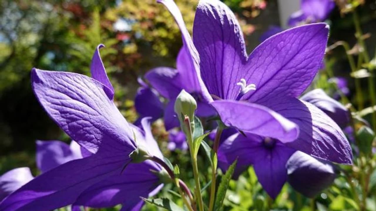 ബലൂണ് പൂക്കള് വിരിയുന്ന പൂന്തോട്ടങ്ങള് ; കുള്ളന് ചെടികളിലും പൂക്കള് വിടരും ബലൂണ് പൂക്കള് വിരിയുന്ന പൂന്തോട്ടങ്ങള് ; കുള്ളന് ചെടികളിലും പൂക്കള് വിടരും