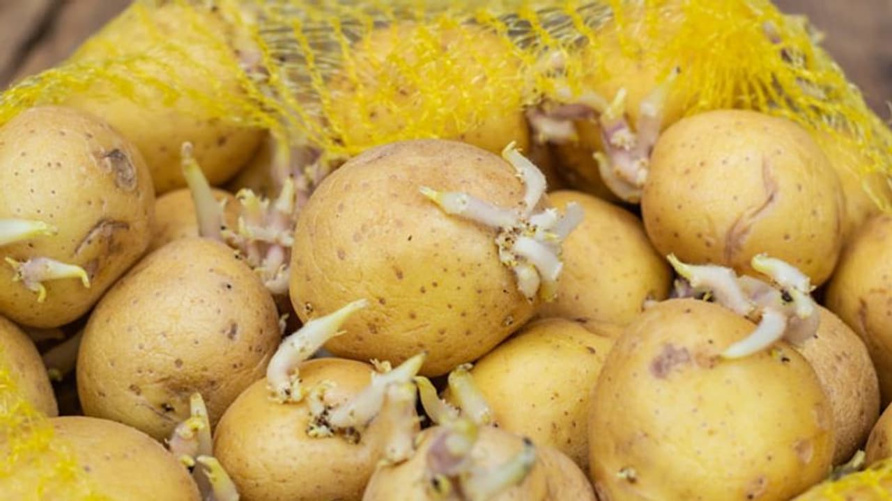 முளைவிட்ட உருளைக்கிழங்கு சாப்பிடவே கூடாதாம்.. ஏன் தெரியுமா..? அவசியம் தெரிஞ்சுக்கோங்க..