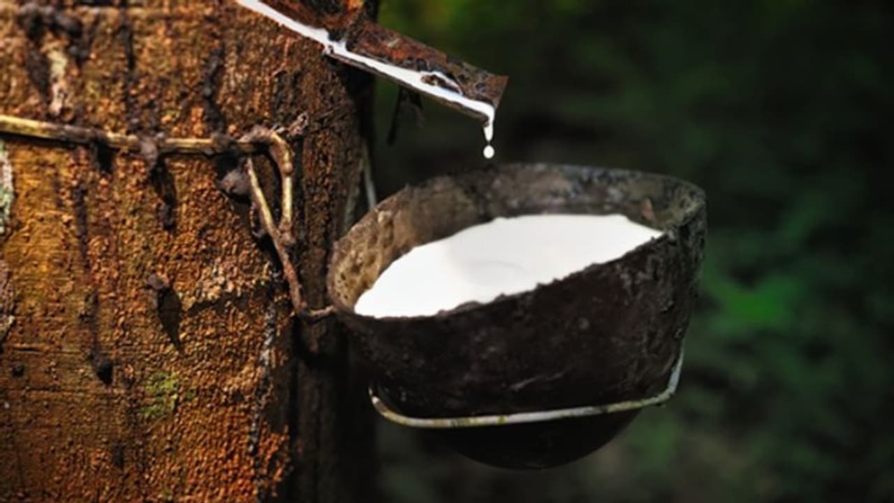 റബര് വ്യാപാരം ഡിജിറ്റലാകുന്നു: ഫെബ്രുവരി മുതൽ പുതിയ സംവിധാനം; പദ്ധതിയെ കൂടുതൽ അടുത്തറിയാം റബര് വ്യാപാരം ഡിജിറ്റലാകുന്നു: ഫെബ്രുവരി മുതൽ പുതിയ സംവിധാനം; പദ്ധതിയെ കൂടുതൽ അടുത്തറിയാം