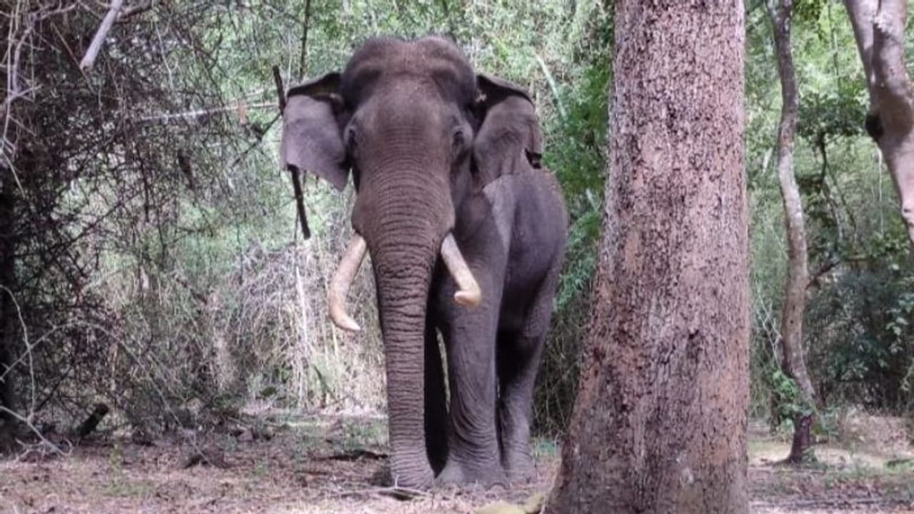തൃശ്ശൂരിൽ ആദിവാസി മൂപ്പൻ കാട്ടാനയുടെ കുത്തേറ്റു മരിച്ചു