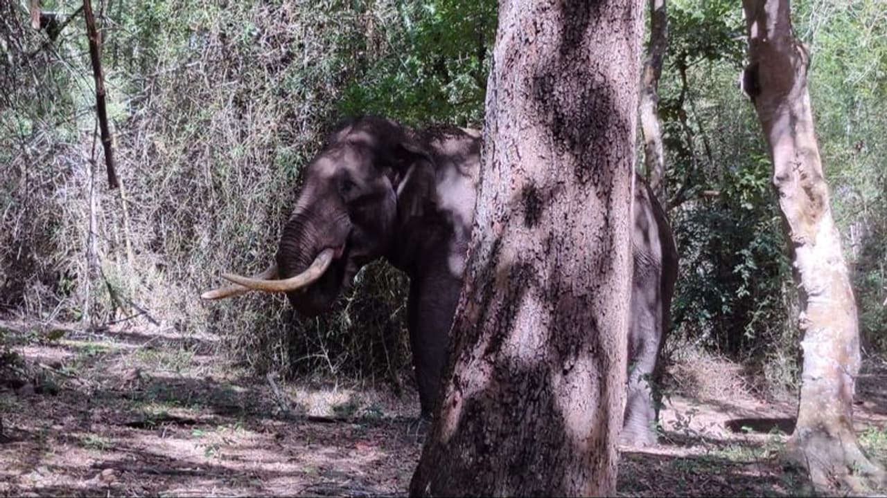മാവോയിസ്റ്റ് പരിശോധനക്കിടെ തണ്ടർബോൾട്ട് സംഘത്തിനെതിരെ കാട്ടാനയുടെ ആക്രമണം; എഎസ്ഐക്ക് പരിക്ക്