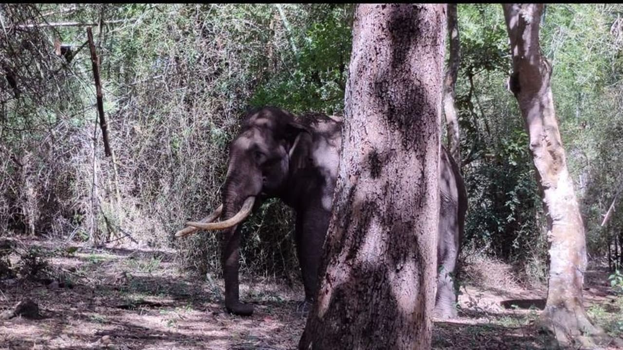 കാട്ടാനയെ കണ്ട് പേടിച്ചോടിയ ആദിവാസി സ്ത്രീ തലയിടിച്ച് വീണ് മരിച്ചു കാട്ടാനയെ കണ്ട് പേടിച്ചോടിയ ആദിവാസി സ്ത്രീ തലയിടിച്ച് വീണ് മരിച്ചു