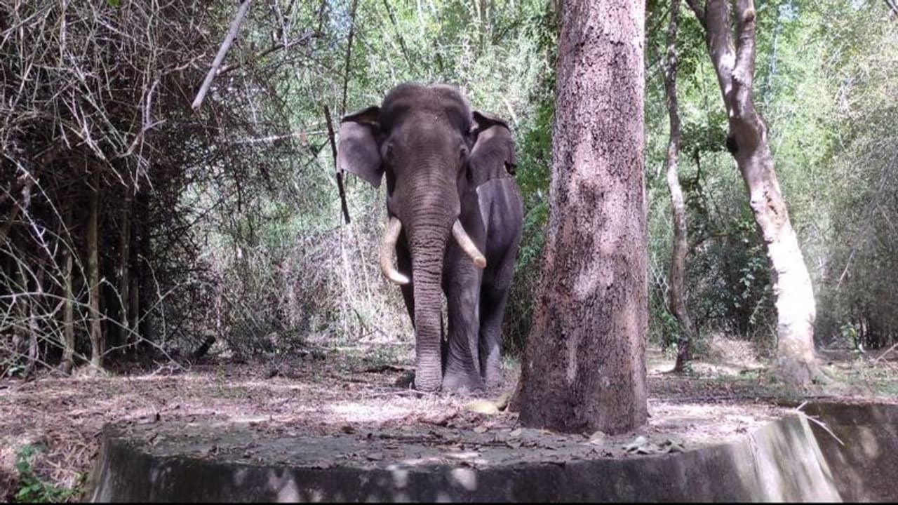 Wild Elephant : അതിരപ്പിള്ളിയിൽ കുട്ടിയെ കാട്ടാന കൊന്ന സംഭവം, പ്രതിഷേധം ശക്തമാക്കി നാട്ടുകാർ, റോഡ് ഉപരോധിക്കും