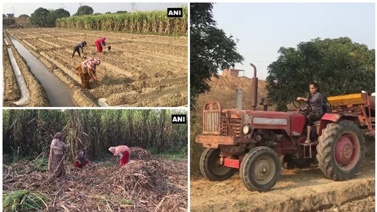 പുരുഷന്മാര് കര്ഷക സമരത്തില് വയലുകളുടെ നിയന്ത്രണമേറ്റെടുത്ത് സ്ത്രീകള് പുരുഷന്മാര് കര്ഷക സമരത്തില് വയലുകളുടെ നിയന്ത്രണമേറ്റെടുത്ത് സ്ത്രീകള്