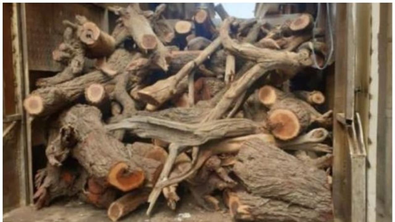 സൗദിയില് വില്പ്പനയ്ക്ക് വെച്ച 54 ടണ് വിറക് പിടിച്ചെടുത്തു സൗദിയില് വില്പ്പനയ്ക്ക് വെച്ച 54 ടണ് വിറക് പിടിച്ചെടുത്തു