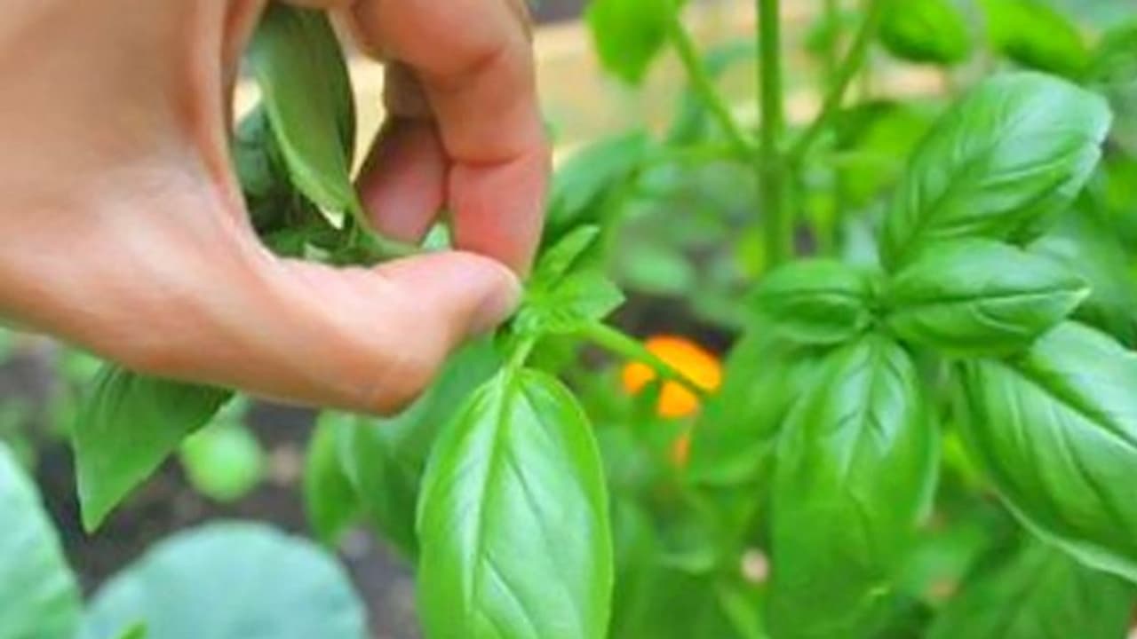 ধূমপানের আসক্তির কমাতে মেনে চলুন এই পাঁচ টোটকা, ঘরোয়া উপায় সমস্যা সমাধান হবে ধূমপানের আসক্তির কমাতে মেনে চলুন এই পাঁচ টোটকা, ঘরোয়া উপায় সমস্যা সমাধান হবে