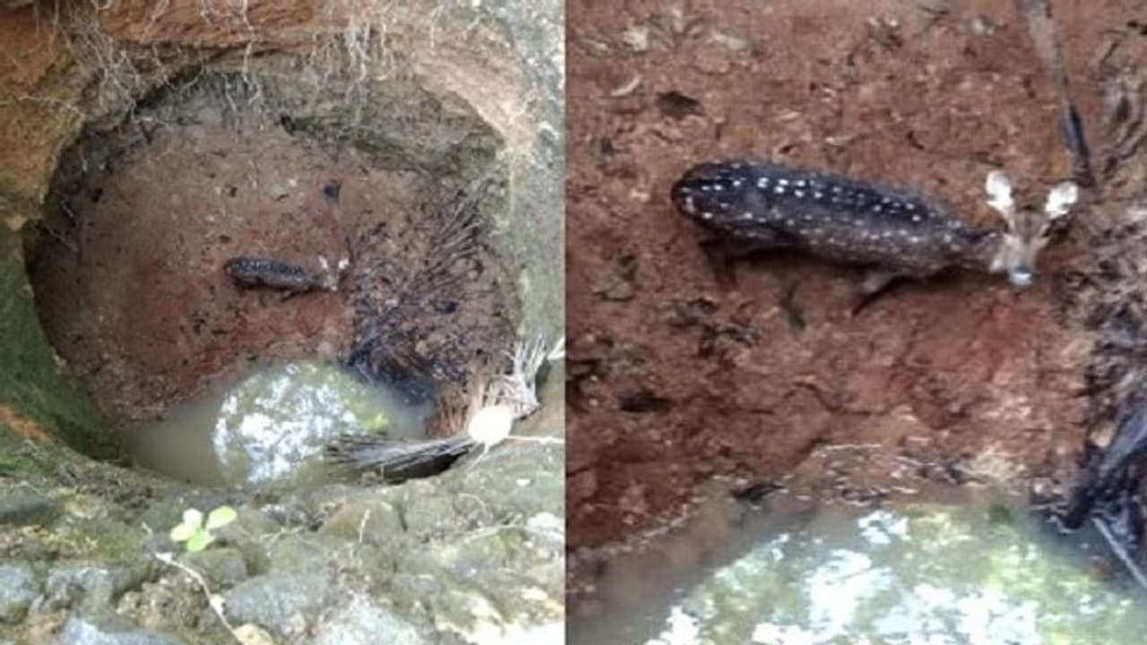 ಜಂಟಿ ಕಾರ್ಯಚರಣೆ ಯಶಸ್ವಿ: ಬದುಕುಳಿದ ಜಿಂಕೆ ಮರಿ..! ಜಂಟಿ ಕಾರ್ಯಚರಣೆ ಯಶಸ್ವಿ: ಬದುಕುಳಿದ ಜಿಂಕೆ ಮರಿ..!