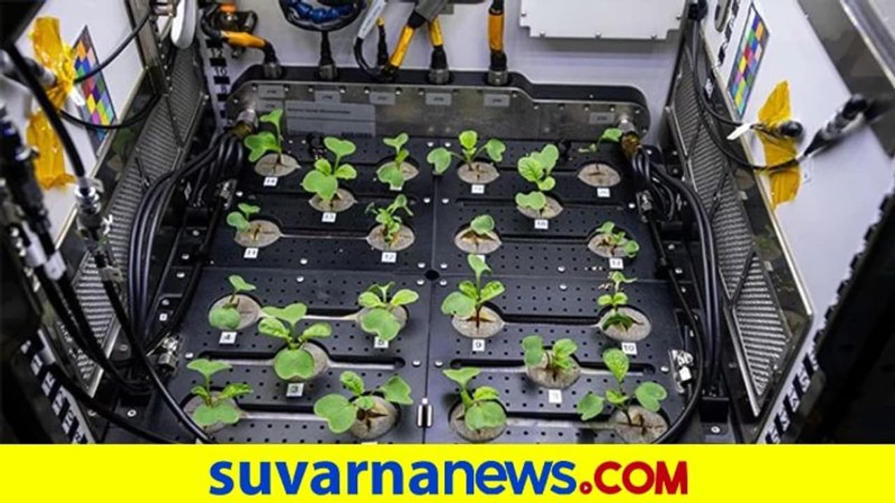 ಬಾಹ್ಯಾಕಾಶ ನಿಲ್ದಾಣದಲ್ಲಿ ಮೂಲಂಗಿ ಬೆಳೆದ ವಿಜ್ಞಾನಿಗಳು! ಬಾಹ್ಯಾಕಾಶ ನಿಲ್ದಾಣದಲ್ಲಿ ಮೂಲಂಗಿ ಬೆಳೆದ ವಿಜ್ಞಾನಿಗಳು!