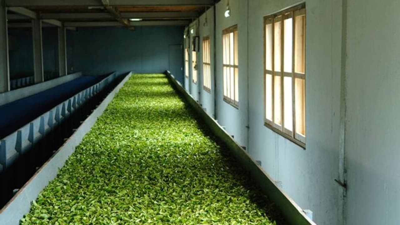 തേയില ഫാക്ടറിയിലെ കണ്വെയര് ബെല്റ്റില് വസ്ത്ര മുടക്കി, യുവതിക്ക് ഗുരുതര പരിക്ക് തേയില ഫാക്ടറിയിലെ കണ്വെയര് ബെല്റ്റില് വസ്ത്ര മുടക്കി, യുവതിക്ക് ഗുരുതര പരിക്ക്