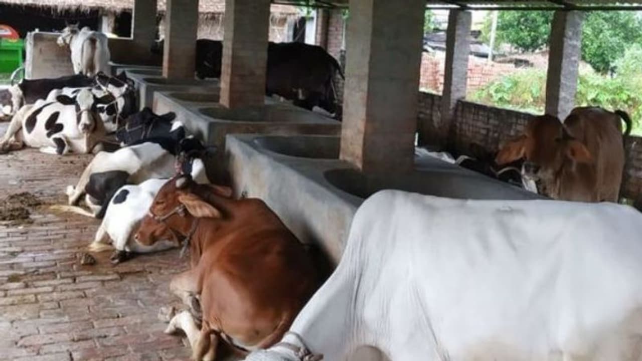 ಗೋವುಗಳಿಗೆ AK 47 ಗನ್ ಭದ್ರತೆ; ಹಸು ಹತ್ರ ಬಂದ್ರೆ ಕೊಂದೇ ಬಿಡ್ತಾರೆ, ಇವರ ಬಳಿ ಹೋಗೋ ಮುನ್ನ ಹುಷಾರ್!