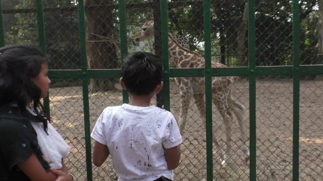 বড়দিনে কচি কাচাদের দেখে এক গাল হাসি বাঘেদের, আনন্দে জিরাফ তুলল লেজ আলিপুর চিড়িখানায় বড়দিনে কচি কাচাদের দেখে এক গাল হাসি বাঘেদের, আনন্দে জিরাফ তুলল লেজ আলিপুর চিড়িখানায়