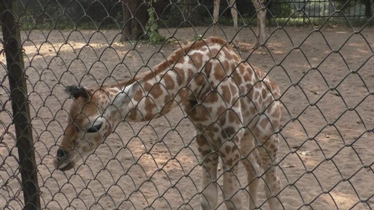 ಬನ್ನೇರುಘಟ್ಟ; ಆಹಾರ ತಿನ್ನಲು ಹೋದ ಜಿರಾಫೆ ಉಸಿರುಕಟ್ಟಿ ಸಾವು