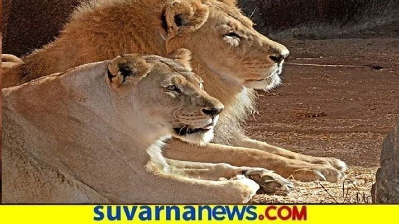 ಝೂನಲ್ಲಿ 4 ಸಿಂಹಗಳಿಗೆ ಕೊರೋನಾ! ಝೂನಲ್ಲಿ 4 ಸಿಂಹಗಳಿಗೆ ಕೊರೋನಾ!