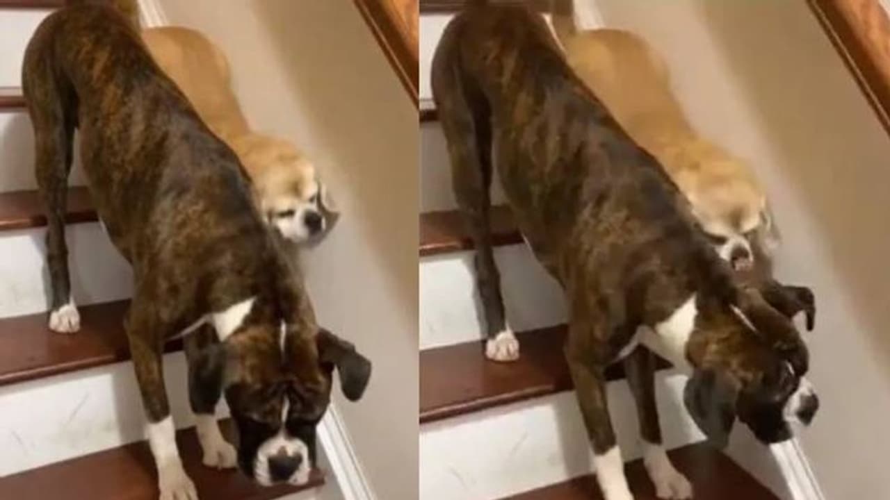 കാഴ്ചയില്ലാത്ത നായ്ക്കുട്ടിയെ സഹായിക്കുന്ന മറ്റൊരു നായ; മനോഹരം ഈ കാഴ്ച! കാഴ്ചയില്ലാത്ത നായ്ക്കുട്ടിയെ സഹായിക്കുന്ന മറ്റൊരു നായ; മനോഹരം ഈ കാഴ്ച!