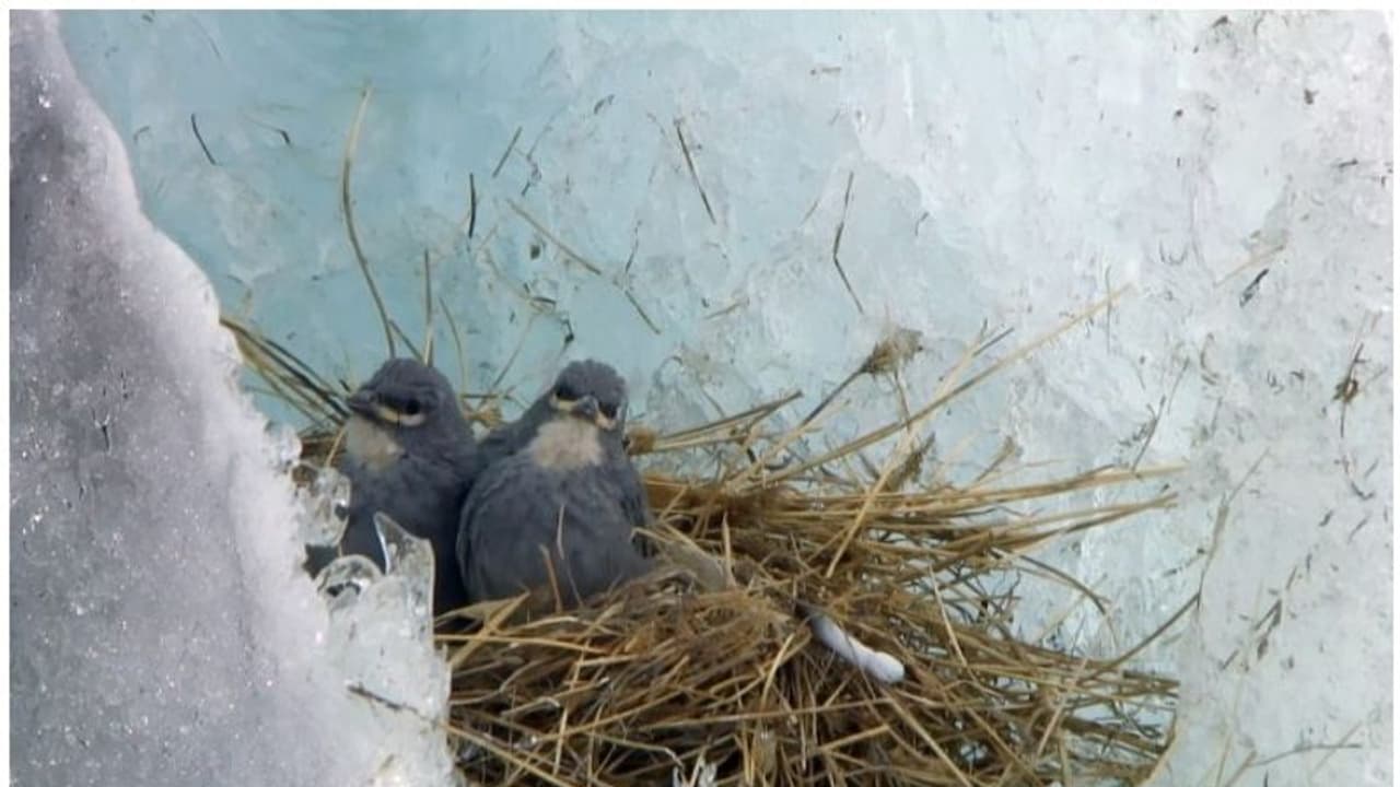 പെൻഗ്വിനുകളെ കൂടാതെ, ആൻഡീസ് പർവതനിരകളിലെ മഞ്ഞുറഞ്ഞ ഹിമാനികളിൽ കൂടുണ്ടാകുന്ന ഒരേയൊരു പക്ഷി പെൻഗ്വിനുകളെ കൂടാതെ, ആൻഡീസ് പർവതനിരകളിലെ മഞ്ഞുറഞ്ഞ ഹിമാനികളിൽ കൂടുണ്ടാകുന്ന ഒരേയൊരു പക്ഷി