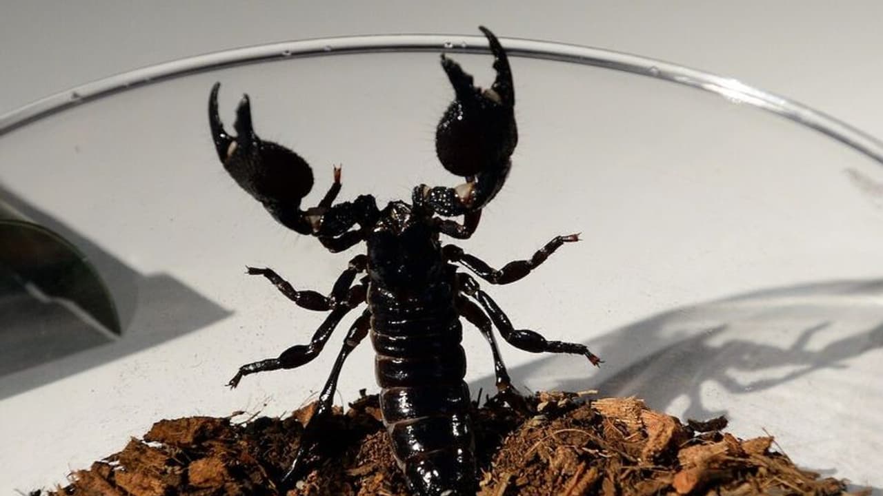 ಮಹಿಳೆ ಸೂಟ್ಕೇಸ್ನಲ್ಲಿ ವಿದೇಶಕ್ಕೆ ಹಾರಿದ 18 ಚೇಳು, ಹಿಂತಿರುಗಿಸಲು ವಿಮಾನ ಬುಕ್ ! ಮಹಿಳೆ ಸೂಟ್ಕೇಸ್ನಲ್ಲಿ ವಿದೇಶಕ್ಕೆ ಹಾರಿದ 18 ಚೇಳು, ಹಿಂತಿರುಗಿಸಲು ವಿಮಾನ ಬುಕ್ !