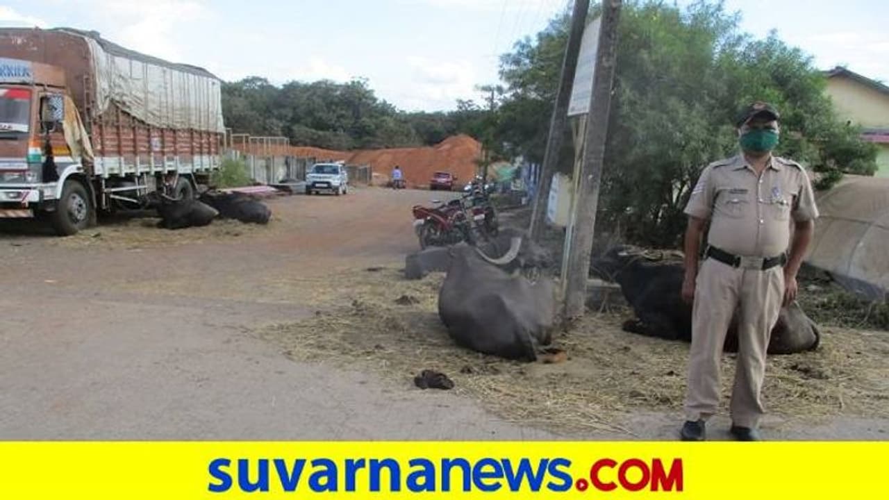 ಯಲ್ಲಾಪುರ ಪೊಲೀಸರಿಗೀಗ ಎಮ್ಮೆ ಕಾಯುವ ಕೆಲಸ..! ಯಲ್ಲಾಪುರ ಪೊಲೀಸರಿಗೀಗ ಎಮ್ಮೆ ಕಾಯುವ ಕೆಲಸ..!