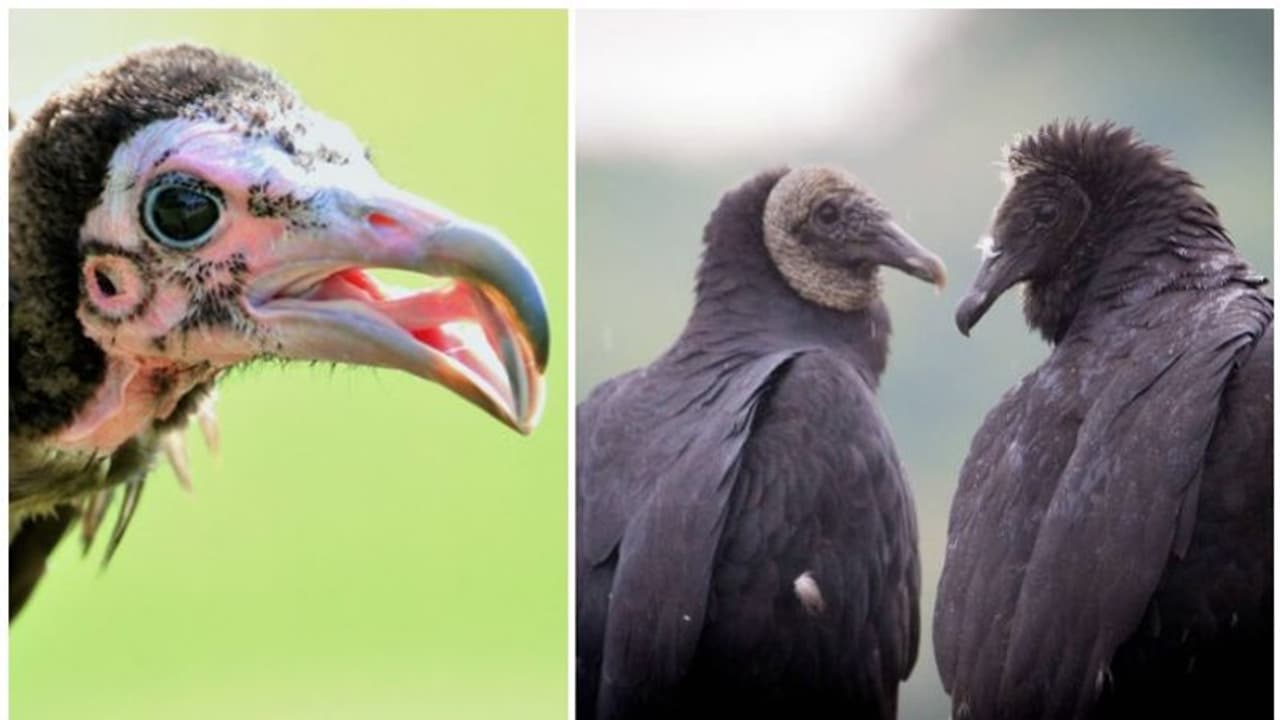 गिद्धों के संरक्षण के लिए आगे आया त्रिपुरा, खोवाई में लुप्तप्राय गिद्ध प्रजाति का प्रजनन केंद्र खुलेगा गिद्धों के संरक्षण के लिए आगे आया त्रिपुरा, खोवाई में लुप्तप्राय गिद्ध प्रजाति का प्रजनन केंद्र खुलेगा