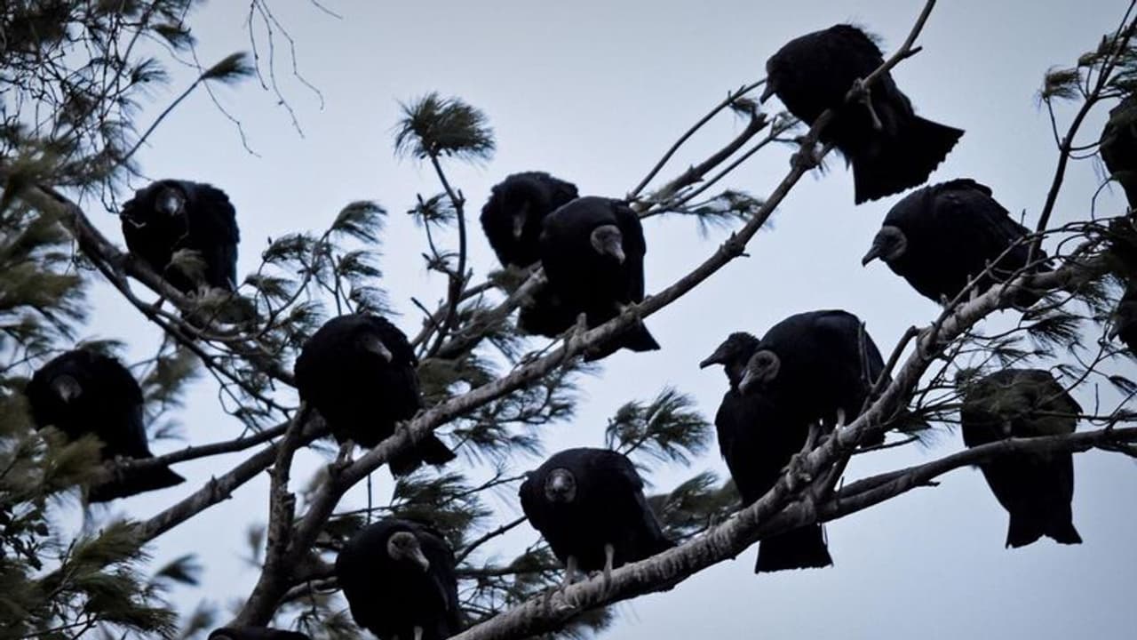 നഗരത്തിനുമേൽ പറന്നിറങ്ങി കരിങ്കഴുകന്മാർ, ജനങ്ങൾക്കുമേൽ ഛർദ്ദിച്ചത് ചീഞ്ഞളിഞ്ഞ മാംസം