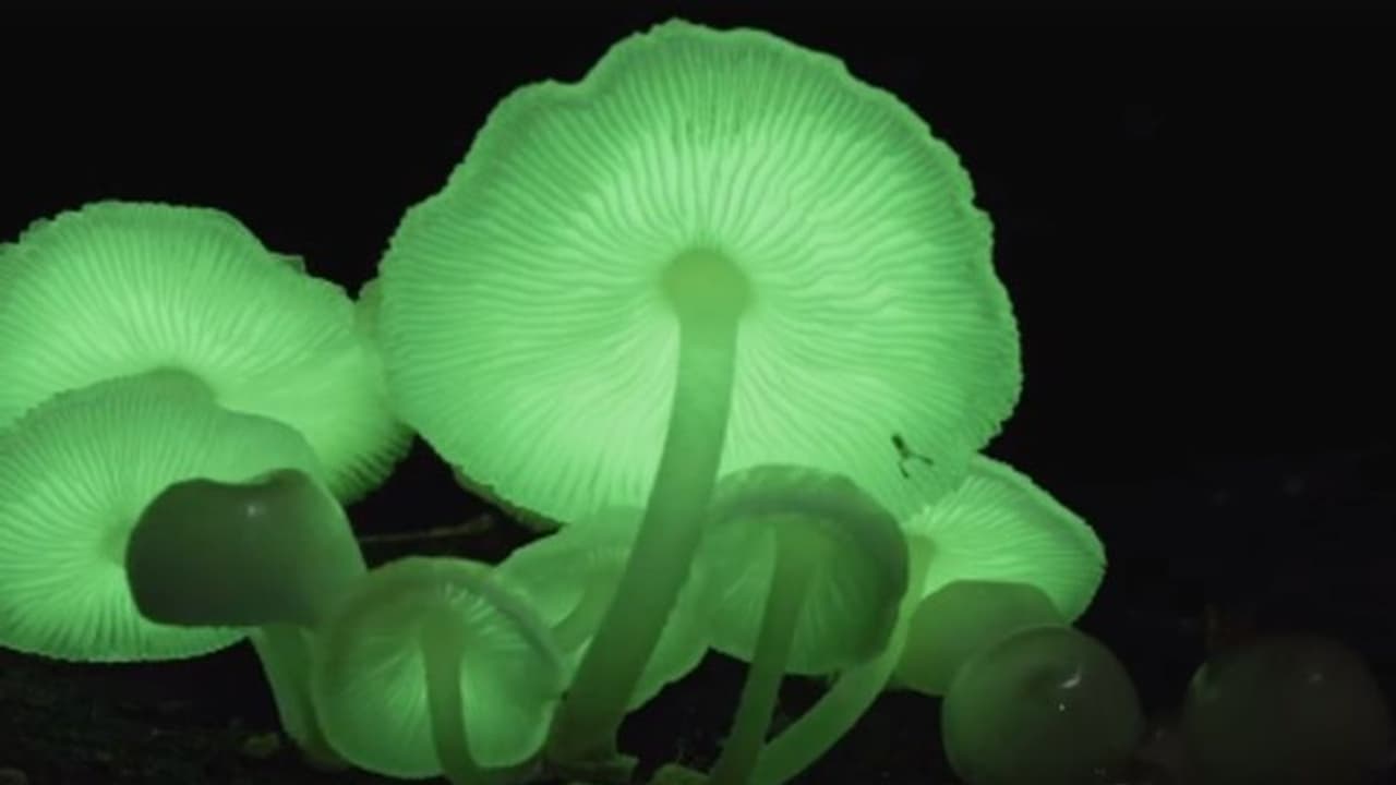 'തിളങ്ങുന്ന കൂണ്'; ഇന്ത്യയില് ഇത് ആദ്യത്തെ കണ്ടെത്തല്... 'തിളങ്ങുന്ന കൂണ്'; ഇന്ത്യയില് ഇത് ആദ്യത്തെ കണ്ടെത്തല്...