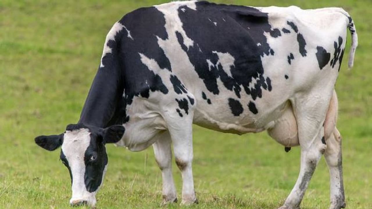 കാലാവസ്ഥാ വ്യതിയാനം; ന്യൂസീലന്‍ഡില്‍ കന്നുകാലികൾക്ക് 'ഏമ്പക്കനികുതി' 