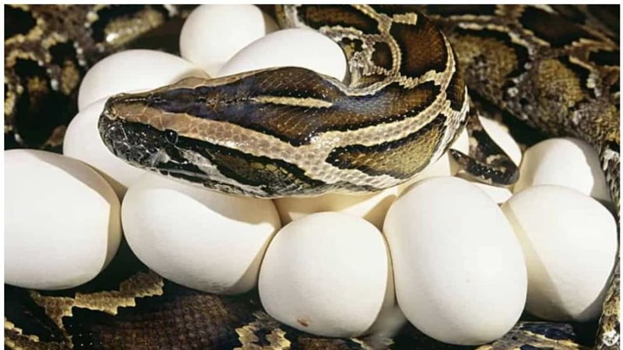 പ്രഭാത ഭക്ഷണത്തിന് പെരുമ്പാമ്പിറച്ചിയും മുട്ടയും, സംഭവം എവിടെയാണെന്നോ...?