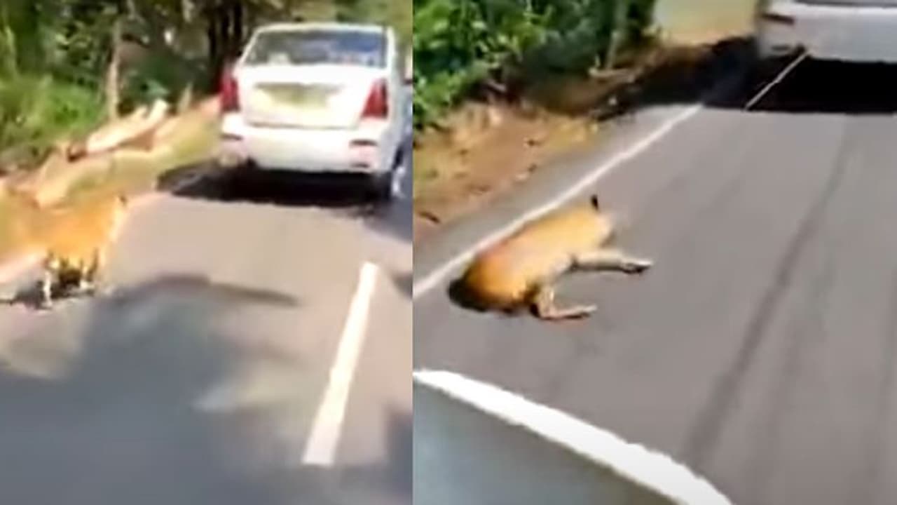 ಕಾರಿಗೆ ನಾಯಿ ಕಟ್ಟಿ 2 ಕಿ.ಮೀ ಎಳೆದೊಯ್ದು ವಿಕೃತಿ; ಮನಕಲಕುವ ಘಟನೆ ಸೆರೆ! ಕಾರಿಗೆ ನಾಯಿ ಕಟ್ಟಿ 2 ಕಿ.ಮೀ ಎಳೆದೊಯ್ದು ವಿಕೃತಿ; ಮನಕಲಕುವ ಘಟನೆ ಸೆರೆ!