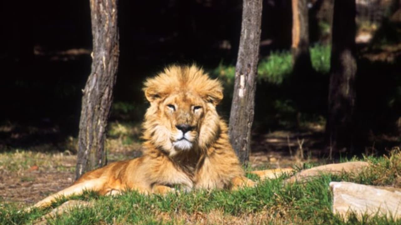 విషాదం : మేకను తప్పించబోయి.. సింహం నోటికి చిక్కి యువకుడు బలి..