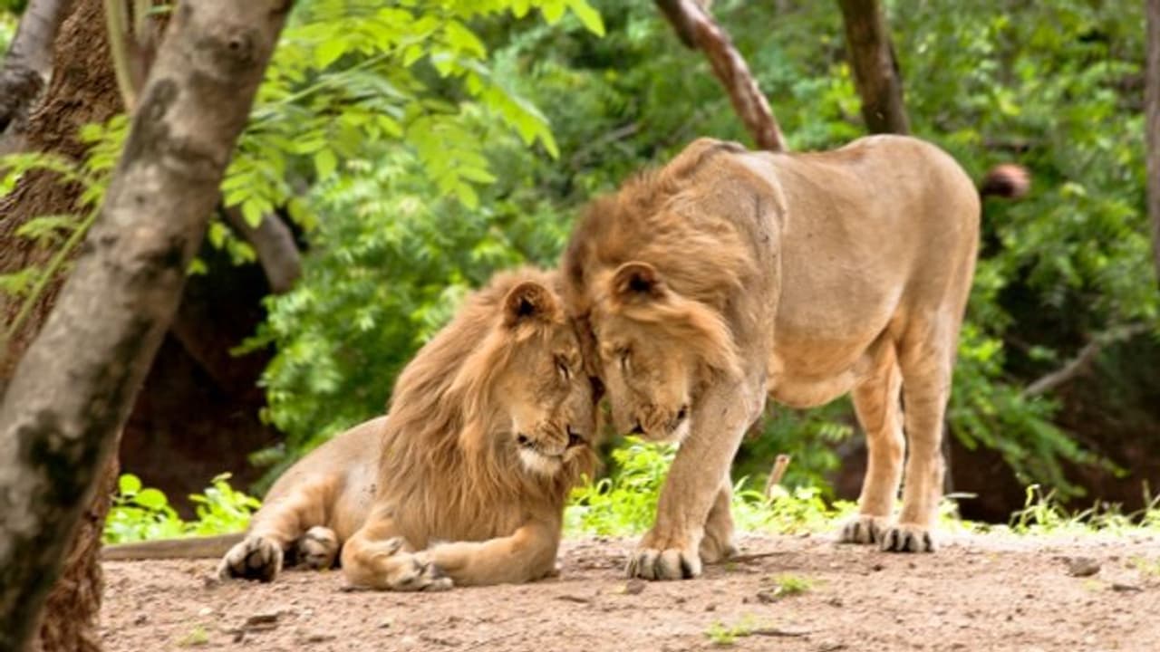 ലോകത്തെ ഏറ്റവും വലിയ മൃഗശാല ഗുജറാത്തില്; പദ്ധതിയുമായി റിലയന്സ് ലോകത്തെ ഏറ്റവും വലിയ മൃഗശാല ഗുജറാത്തില്; പദ്ധതിയുമായി റിലയന്സ്