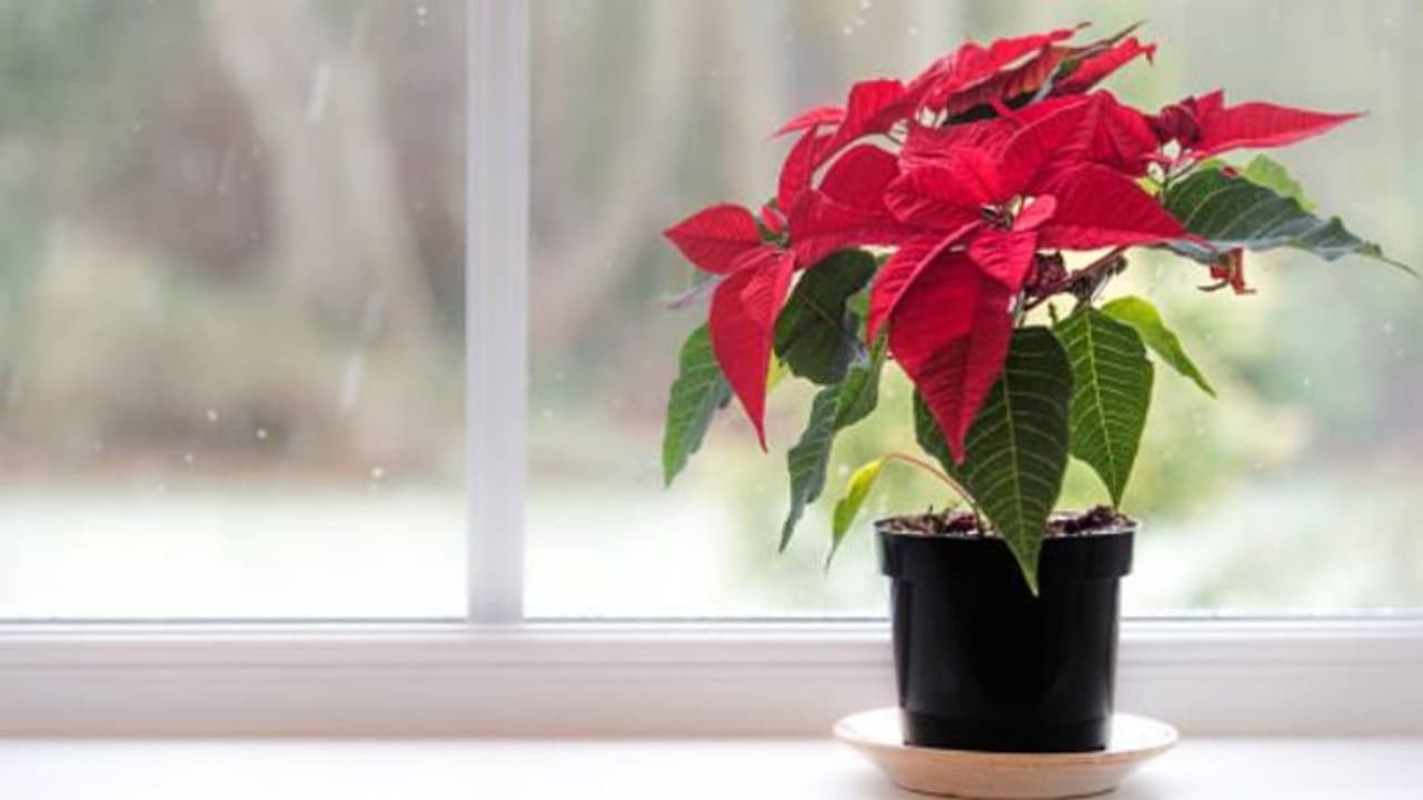 തണുപ്പുകാലത്തെ സുന്ദരി പോയിന്സെറ്റിയ; നനയ്ക്കുമ്പോള് അല്പം ശ്രദ്ധിക്കാം തണുപ്പുകാലത്തെ സുന്ദരി പോയിന്സെറ്റിയ; നനയ്ക്കുമ്പോള് അല്പം ശ്രദ്ധിക്കാം