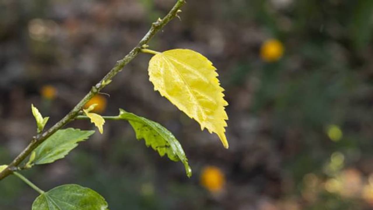 ചെടികളുടെ ഇലകള് കൊഴിയുന്നതിന്റെ കാരണങ്ങള് അറിയാം ചെടികളുടെ ഇലകള് കൊഴിയുന്നതിന്റെ കാരണങ്ങള് അറിയാം