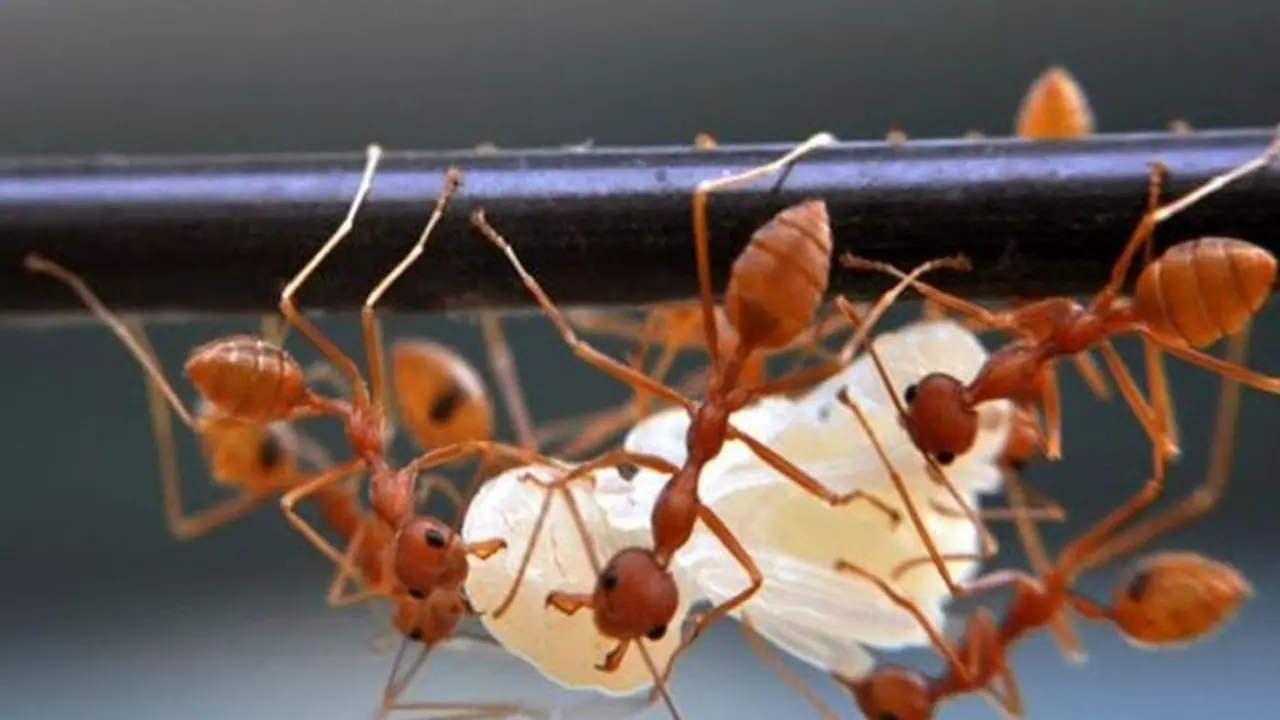 Odisha: Red ants invade Puri district; force families to leave village Odisha: Red ants invade Puri district; force families to leave village