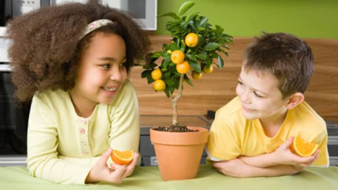 വീട്ടിനകത്ത് വളര്ത്തി വിളവെടുക്കാവുന്ന ചിലയിനം പഴങ്ങള് ഇതാ വീട്ടിനകത്ത് വളര്ത്തി വിളവെടുക്കാവുന്ന ചിലയിനം പഴങ്ങള് ഇതാ