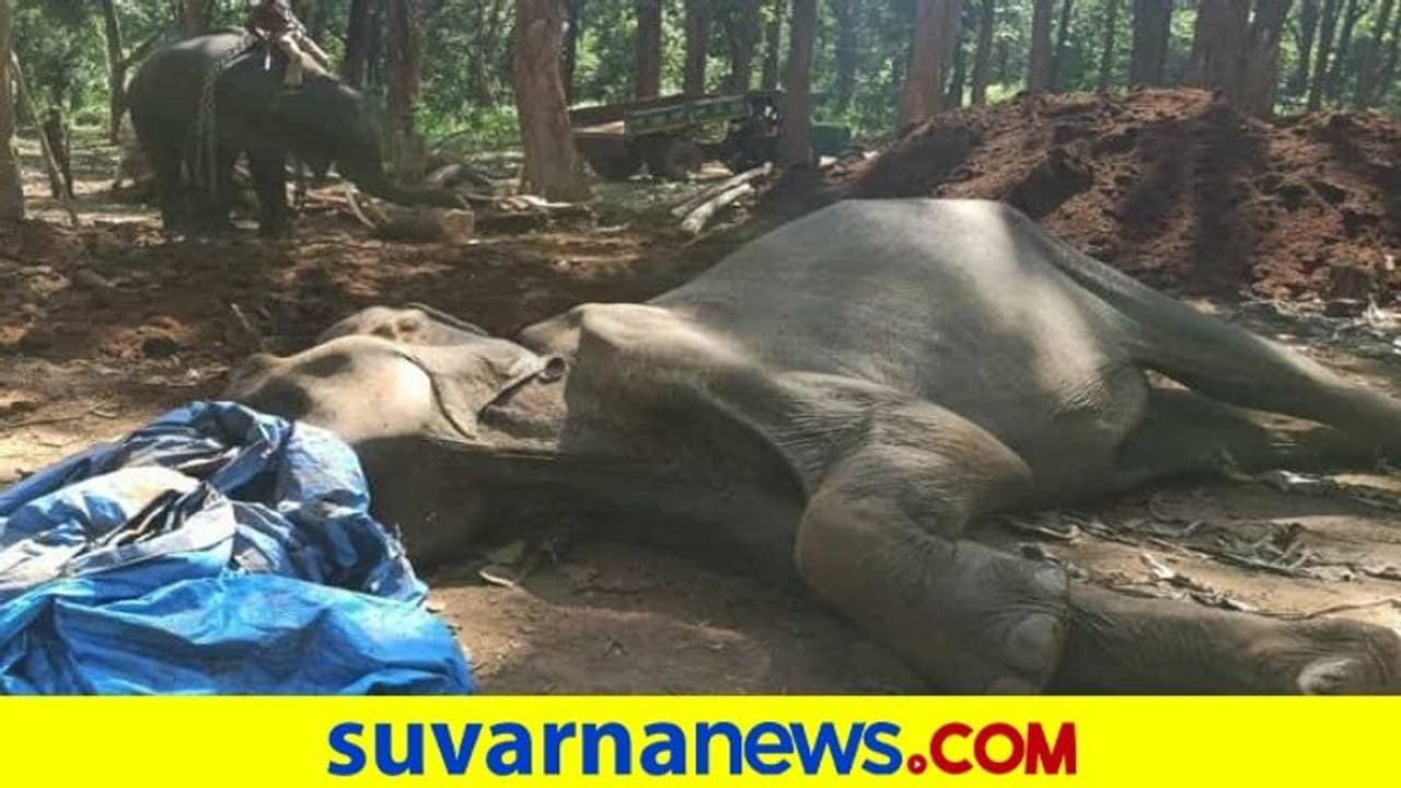 ಶಿವಮೊಗ್ಗದ ಸಕ್ರೆಬೈಲು ಕ್ಯಾಂಪ್ನ ಗೀತಾ ನಿಧನ ಶಿವಮೊಗ್ಗದ ಸಕ್ರೆಬೈಲು ಕ್ಯಾಂಪ್ನ ಗೀತಾ ನಿಧನ