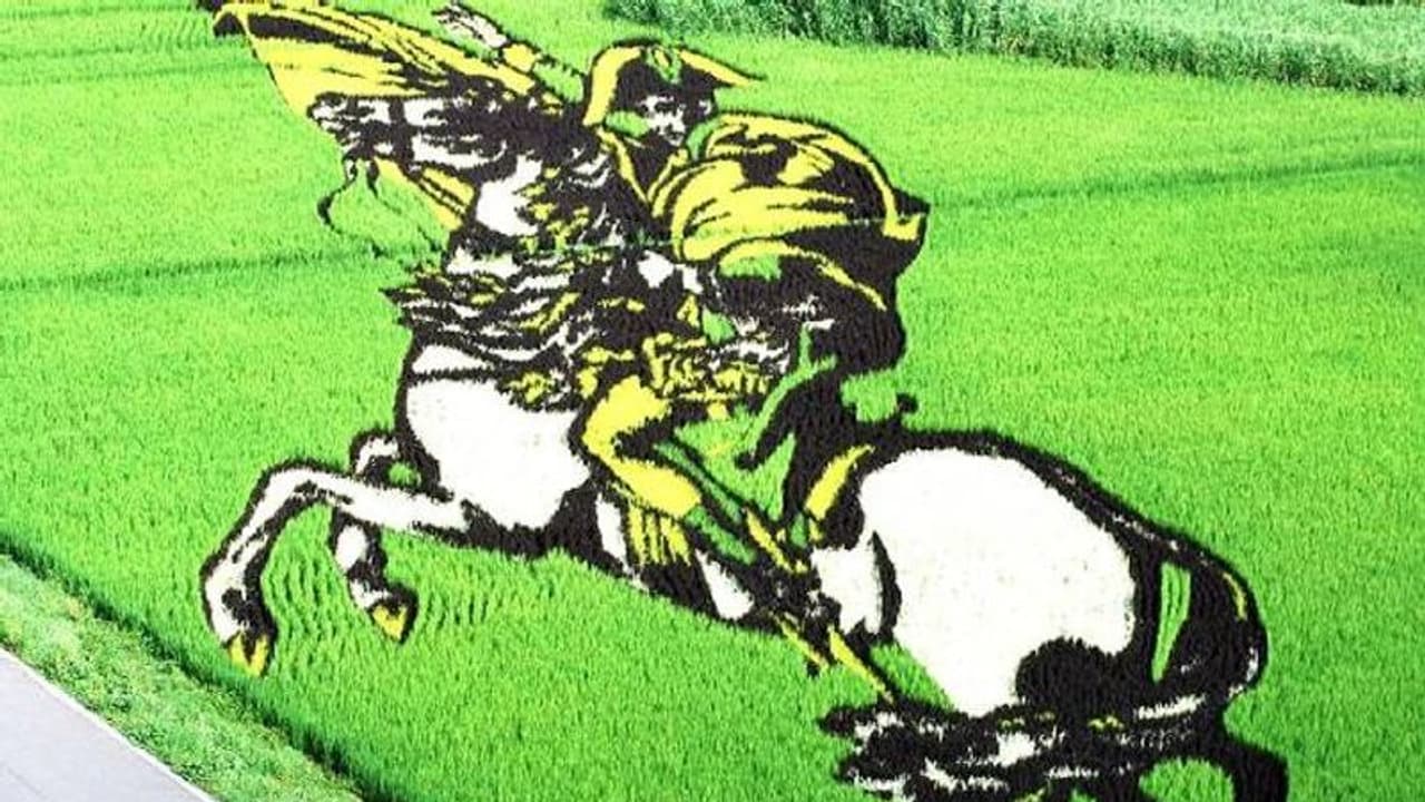 നെൽവയലുകളിൽ വിരിയുന്ന ചിത്രങ്ങൾ, ഇതാണ് ലോകത്തെ അമ്പരപ്പിച്ച ജപ്പാൻ ​ഗ്രാമത്തിന്റെ പാഡി ആർട്ട്