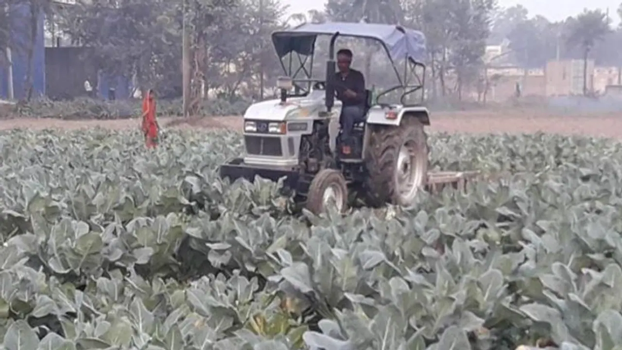 मंडी में 1 रूपए किलो में भी नहीं मिले गोभी के खरीददार, किसान ने लहलहाती फसल पर चला दिया ट्रैक्टर